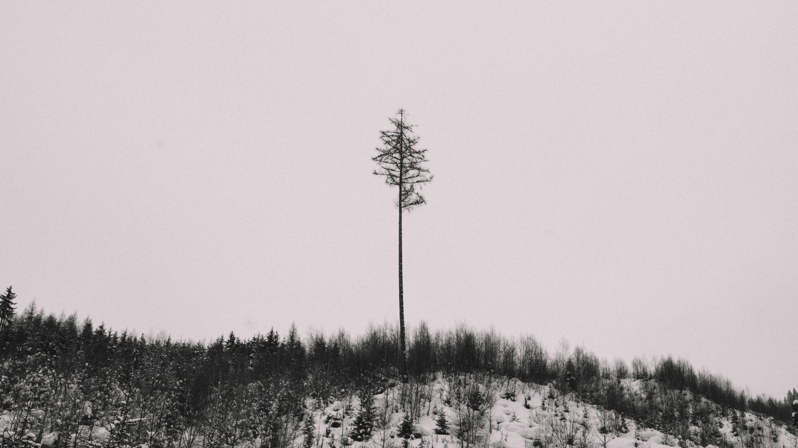 daniil-kuzelev-dv5EBv7ofXc-unsplash
